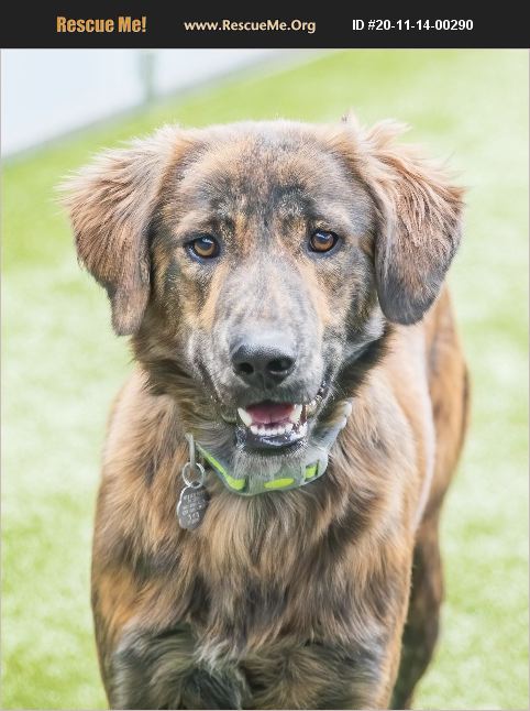 ADOPT 20111400290 ~ Flat-Coated Retriever Rescue ~ Scottsdale, AZ