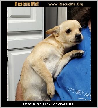 southern chihuahua rescue