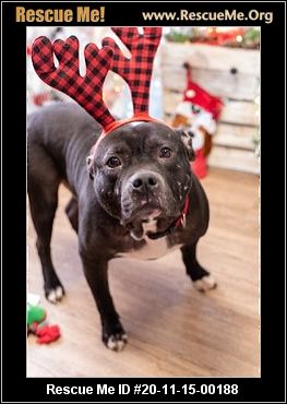 amstaff rescue near me