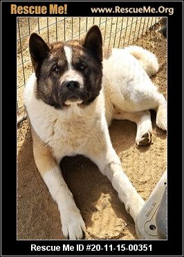 - California Akita Rescue - ADOPTIONS - Rescue Me!