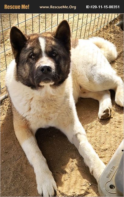 ADOPT 20111500351 ~ Akita Rescue ~ Romoland, CA