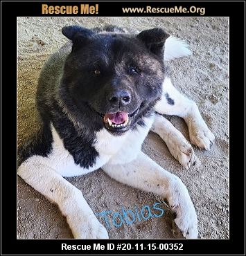 - California Akita Rescue - ADOPTIONS - Rescue Me!