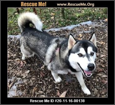 husky rescue centre near me