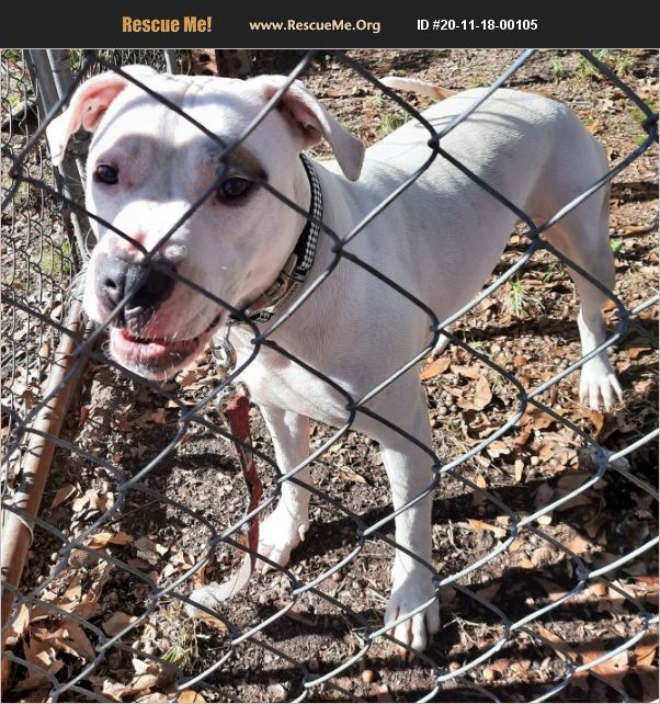 ADOPT 20111800105 Pit Bull Rescue Greenville, SC