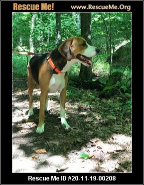 foxhound rescue near me