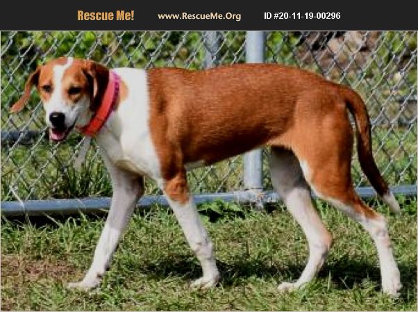 ADOPT 20111900296 ~ Foxhound Rescue ~ Inverness, FL