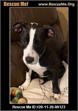 pit bull rescue central florida