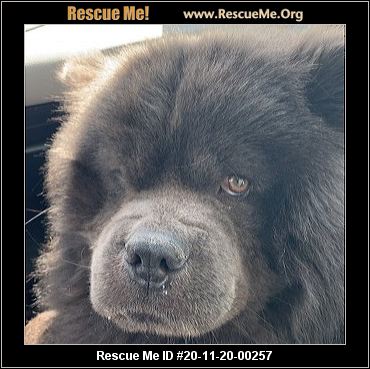 rescue me chow chow