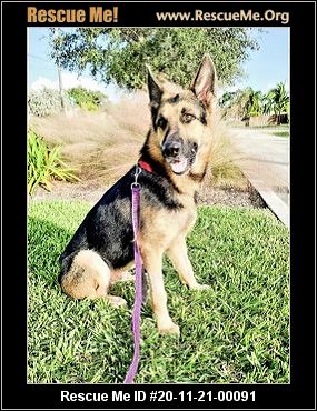 german shepherd rescue me