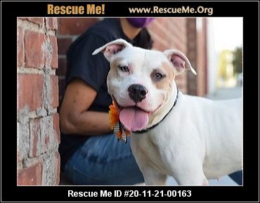 amstaff rescue near me