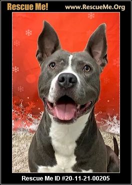 amstaff rescue near me