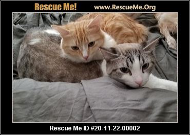 socal siamese rescue