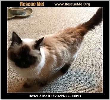 ragdoll for adoption near me
