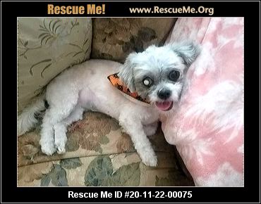 space coast poodle rescue