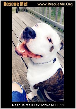 american bulldog rescue ma