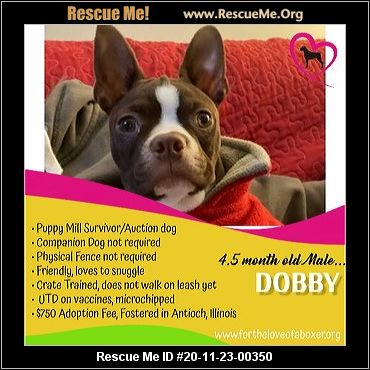 rescue me dog adoption