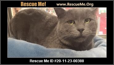 russian blue california