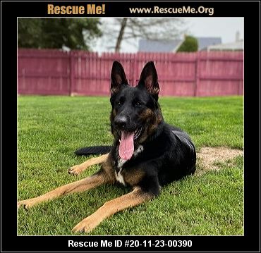 german shepherd rescue me