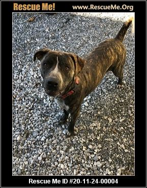 carolina mastiff rescue