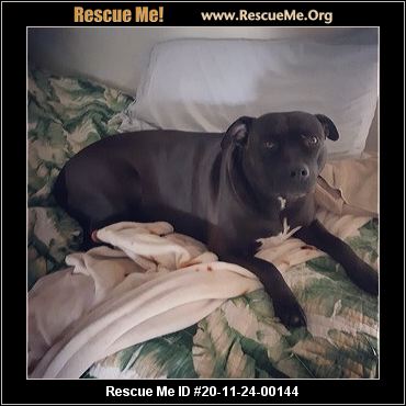 pacific northwest pit bull rescue