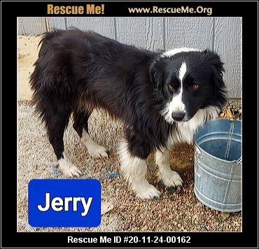 jerry border collie rescue