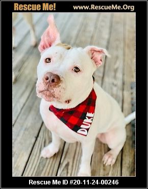 pit bull rescue central florida