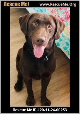 rehoming labradors south west