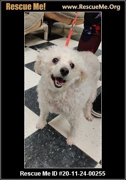 poodle rescue midwest