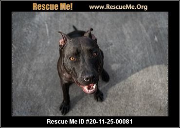 pit bull rescue central florida