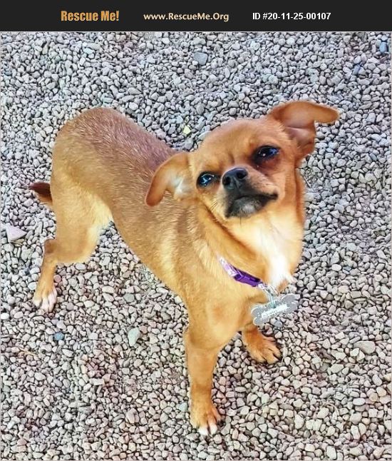 Adopt 20112500107 ~ Chihuahua Rescue ~ Phoenix Az