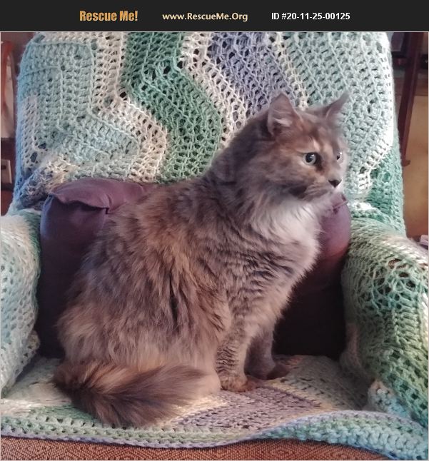 ADOPT 20112500125 Maine Coon Rescue Boise, ID