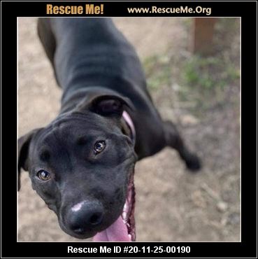 pacific northwest pit bull rescue