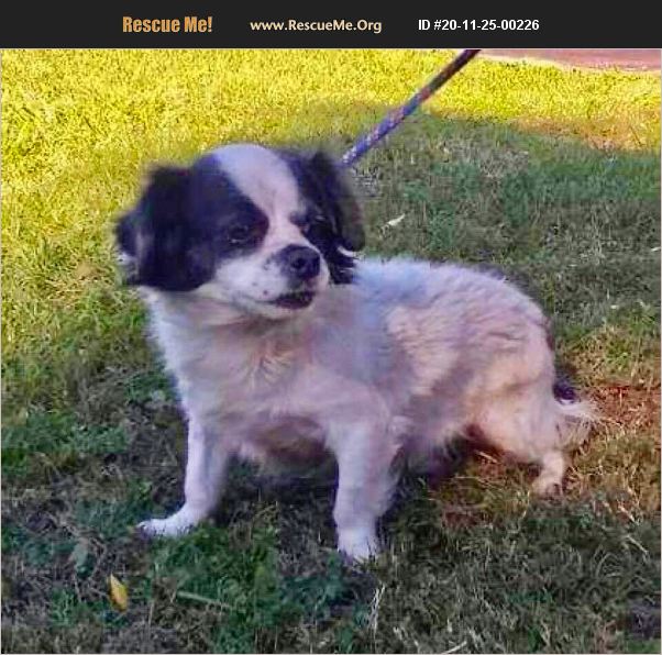 ADOPT 20112500226 Papillon Rescue New Smyrna Beach, FL