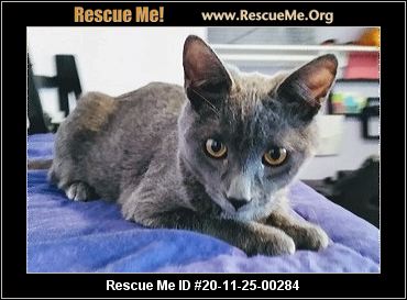 russian blue california