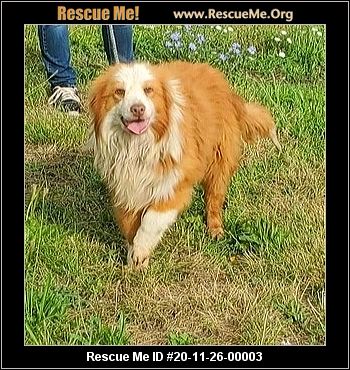 australian shepherd furever rescue