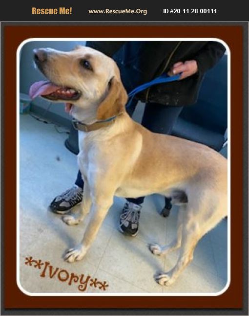 ADOPT 20112800111 Lab Rescue Denver County, CO