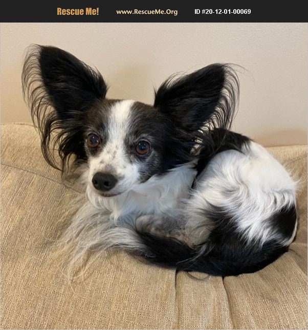 ADOPT 20120100069 Papillon Rescue Long Beach, CA