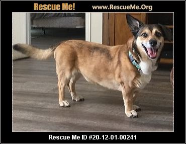 - Florida Corgi Rescue - ADOPTIONS - Rescue Me!