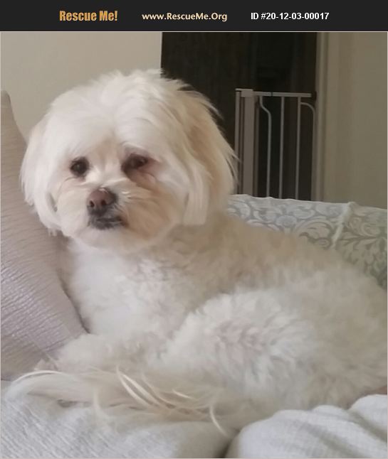 ADOPT 20120300017 Maltese Rescue Irmo, SC