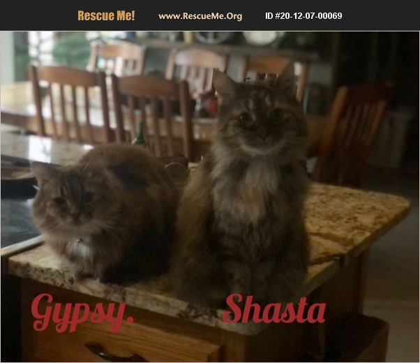 ADOPT 20120700069 Norwegian Forest Cat Rescue Bloomington, IN