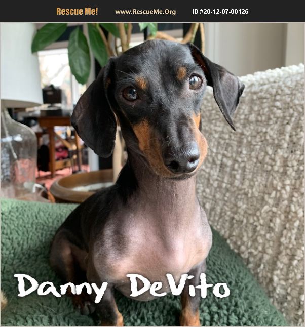 ADOPT 20120700126 Dachshund Rescue Colorado