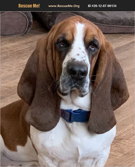 ADOPT 20120700134 Basset Hound Rescue Cedar Rapids, IA
