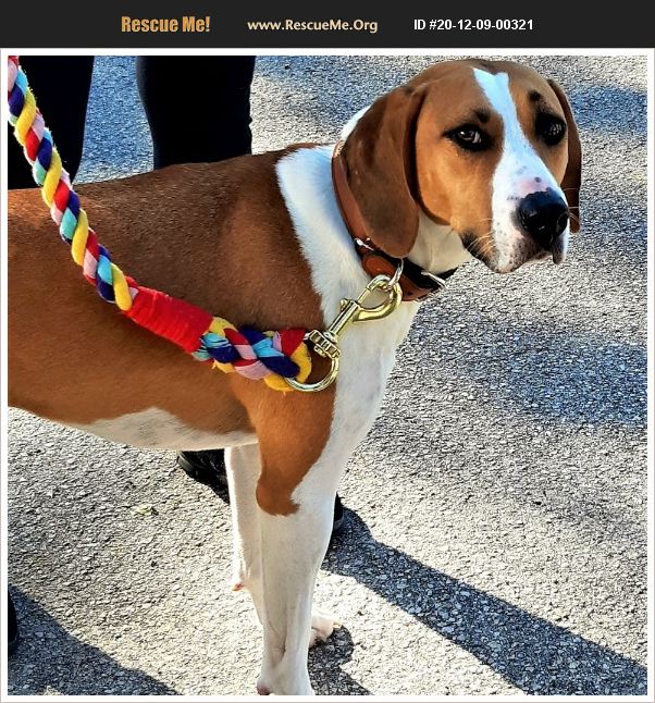 ADOPT 20120900321 ~ Foxhound Rescue ~ Tavares, FL