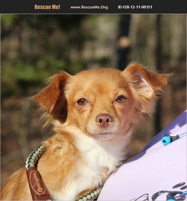 ADOPT 20121100151 Chihuahua Rescue Lyndhurst, VA
