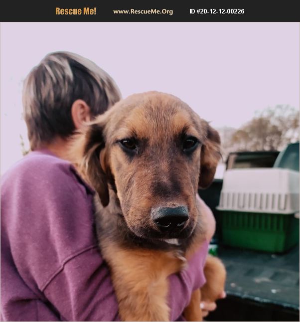 ADOPT 20121200226 ~ Golden Retriever Rescue ~ Seattle, WA
