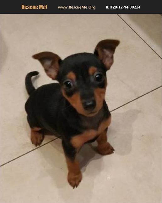 ADOPT 20121400224 Miniature Pinscher Rescue Modesto, CA