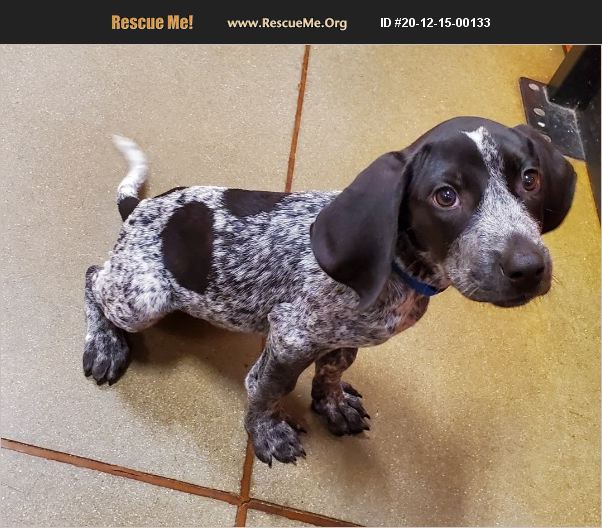 ADOPT 20121500133 Bluetick Coonhound Rescue Matthews, NC