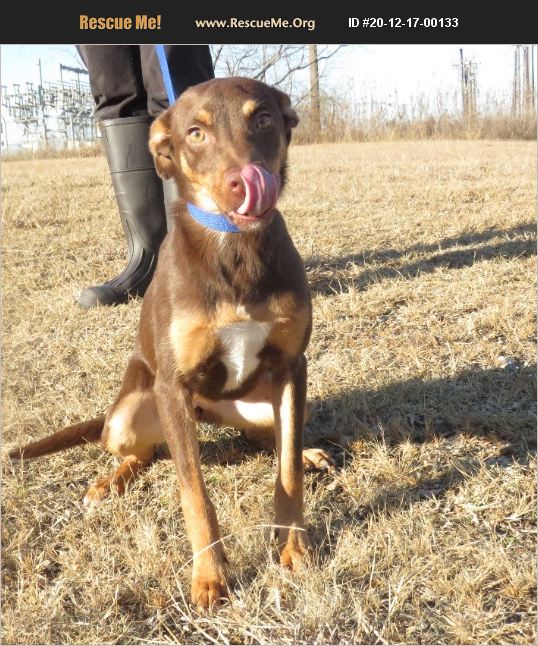 45 Gainesville Tx Pet Rescue Photos