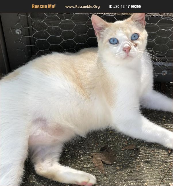 ADOPT 20121700255 Siamese Rescue Connecticut