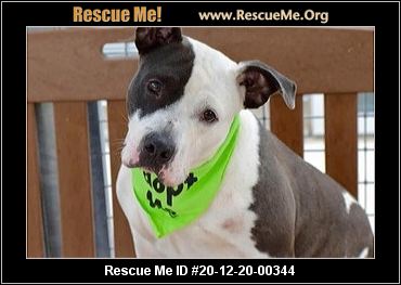 pit bull rescue rescue me